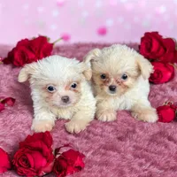 Emma, a female Chihuahua and Shih Tzu for sale in DeLand, FL – Photo 1 of 7