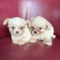 Emma, a female Chihuahua and Shih Tzu for sale in DeLand, FL – Photo 2 of 7