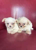 Emma, a female Chihuahua and Shih Tzu for sale in DeLand, FL – Photo 2 of 7