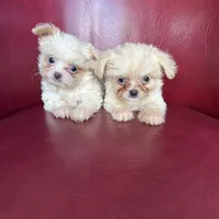 Emma, a female Chihuahua and Shih Tzu for sale in DeLand, FL – Photo 6 of 7