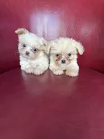 Emma, a female Chihuahua and Shih Tzu for sale in DeLand, FL – Photo 6 of 7