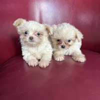 Emma, a female Chihuahua and Shih Tzu for sale in DeLand, FL – Photo 4 of 7