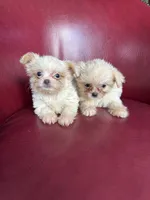 Emma, a female Chihuahua and Shih Tzu for sale in DeLand, FL – Photo 4 of 7