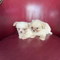 Emma, a female Chihuahua and Shih Tzu for sale in DeLand, FL – Photo 7 of 7