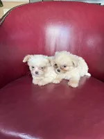 Emma, a female Chihuahua and Shih Tzu for sale in DeLand, FL – Photo 7 of 7