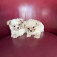 Emma, a female Chihuahua and Shih Tzu for sale in DeLand, FL – Photo 5 of 7