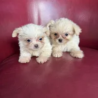 Emma, a female Chihuahua and Shih Tzu for sale in DeLand, FL – Photo 3 of 7