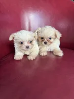 Emma, a female Chihuahua and Shih Tzu for sale in DeLand, FL – Photo 3 of 7