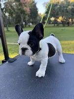 Piper, a female French Bulldog for sale in DeLand, FL – 6 of 6