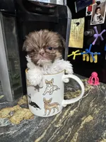 Tinkerbelle, a female Shih Tzu for sale in DeLand, FL – 8 of 8
