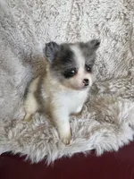 Bingo, a male Chihuahua and Pomeranian for sale in DeLand, FL – 3 of 6