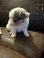Gemma, a female Chihuahua and Pomeranian for sale in DeLand, FL – 2 of 4