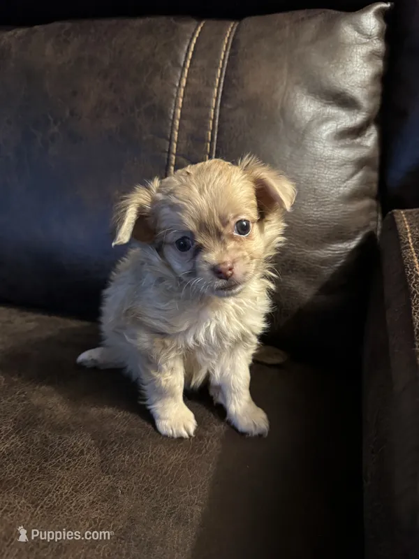 Bolo – Chihuahua puppy for sale in DeLand, FL