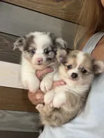 Gemma, a female Chihuahua and Pomeranian for sale in DeLand, FL – 1 of 4