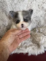 Bingo, a male Chihuahua and Pomeranian for sale in DeLand, FL – 2 of 6