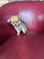 Brandy, a female Pomeranian and Yorkshire Terrier for sale in DeLand, FL – Photo 2 of 4