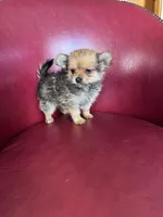 Brandy, a female Pomeranian and Yorkshire Terrier for sale in DeLand, FL – Photo 3 of 4