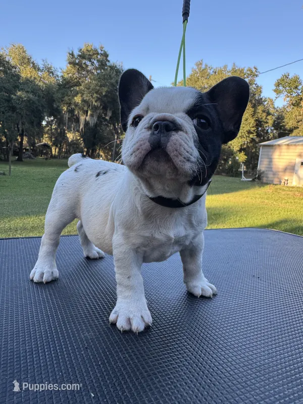 Piper – French Bulldog puppy for sale in DeLand, FL