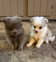 Paddy, a male Pomeranian for sale in DeLand, FL – 5 of 10