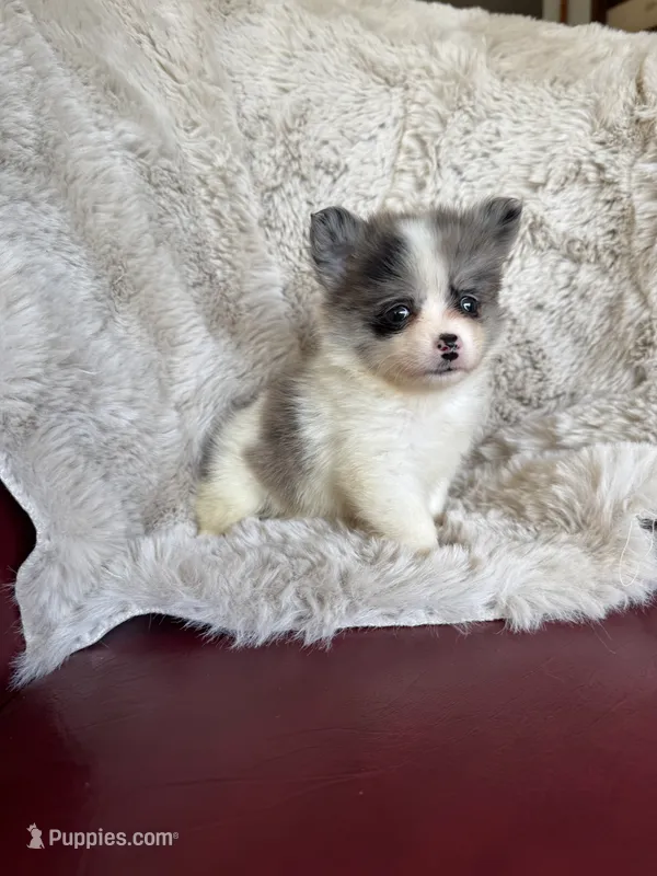 Bingo – Chihuahua, Pomeranian puppy for sale in DeLand, FL