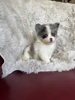 Bingo, a male Chihuahua and Pomeranian for sale in DeLand, FL – 1 of 6