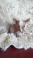 Dobbi, a male Chihuahua for sale in DeLand, FL – 2 of 5