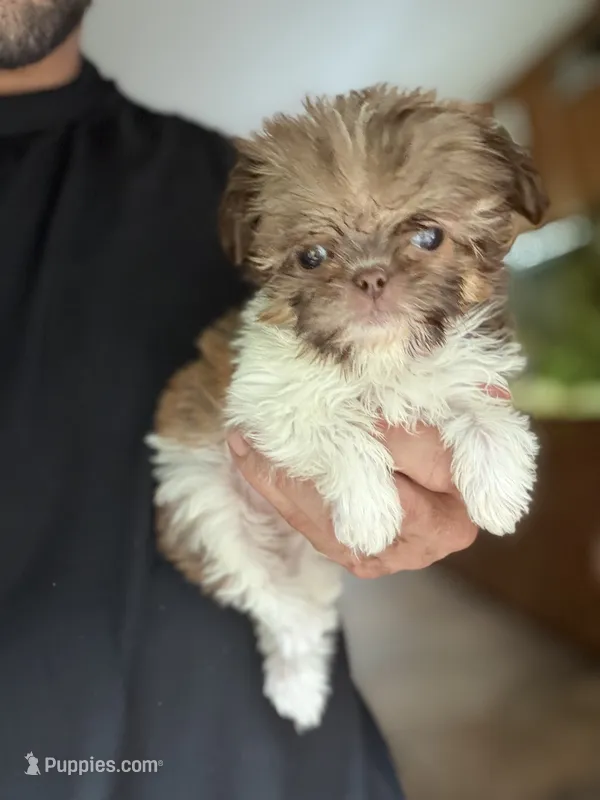 Tinkerbelle – Shih Tzu puppy for sale in DeLand, FL