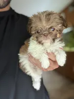 Tinkerbelle, a female Shih Tzu for sale in DeLand, FL – 1 of 8