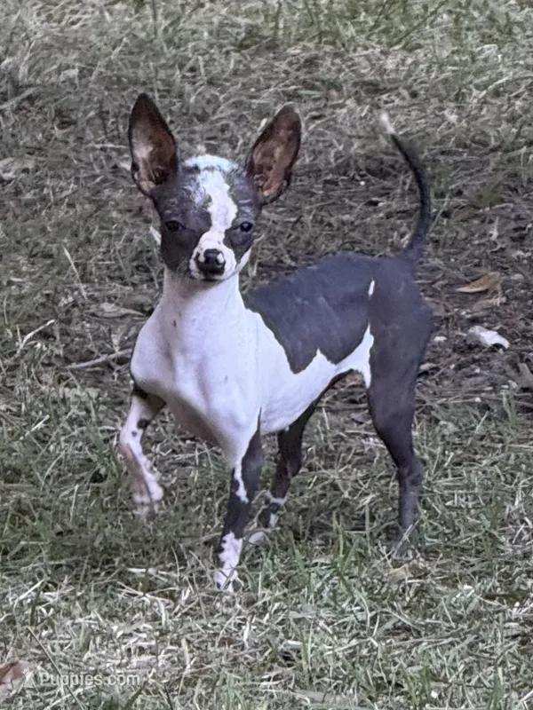 Daphne – Chihuahua puppy for sale in DeLand, FL