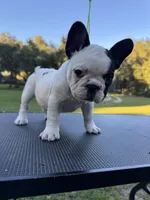 Piper, a female French Bulldog for sale in DeLand, FL – 4 of 6