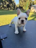 Penny, a female French Bulldog for sale in DeLand, FL – 4 of 6