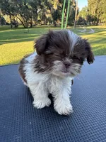 Truffle, a male Shih Tzu for sale in DeLand, FL – 6 of 6