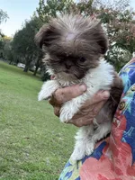 Tinkerbelle, a female Shih Tzu for sale in DeLand, FL – 6 of 8
