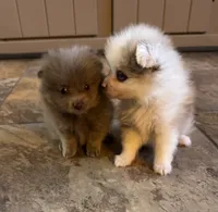 Sterling, a male Pomeranian for sale in DeLand, FL – 3 of 7