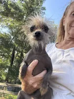 Tyson, a male Chihuahua for sale in DeLand, FL – 2 of 2