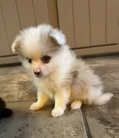Paddy, a male Pomeranian for sale in DeLand, FL – 8 of 10