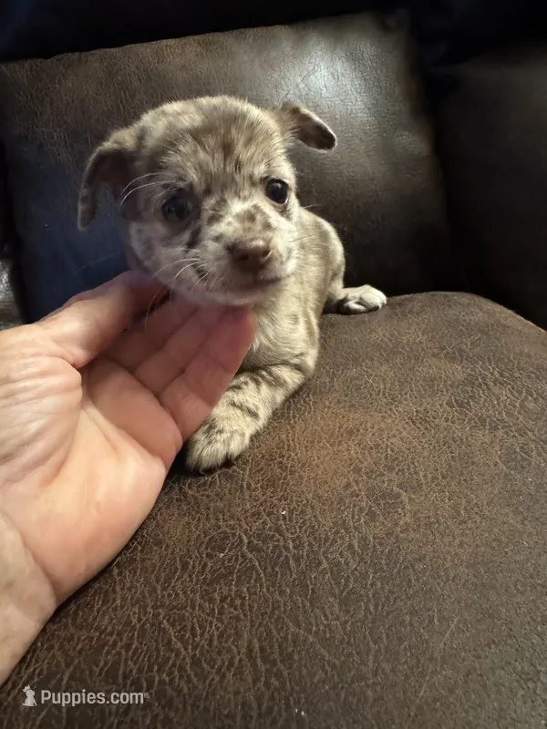 Bindi – Chihuahua puppy for sale in DeLand, FL