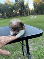 Tinkerbelle, a female Shih Tzu for sale in DeLand, FL – 7 of 8