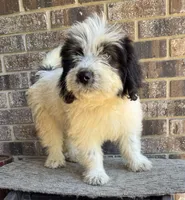 Patty, a female Great Pyrenees and Poodle - Miniature  for sale in DeLand, FL – 2 of 3