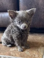Lilly, a female Chihuahua for sale in DeLand, FL – 2 of 4
