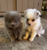 Paddy, a male Pomeranian for sale in DeLand, FL – 3 of 10