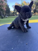 Peewee, a female French Bulldog for sale in DeLand, FL – 3 of 6
