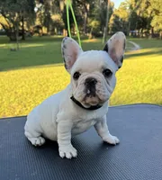 Penny, a female French Bulldog for sale in DeLand, FL – 2 of 6