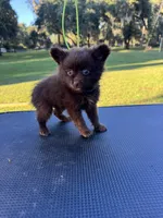 Cocoa, a female Chihuahua and Pomeranian for sale in DeLand, FL – 3 of 4