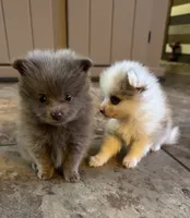 Sterling, a male Pomeranian for sale in DeLand, FL – 4 of 7