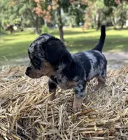 Dixie, a female Dachshund and Pomeranian for sale in DeLand, FL – Photo 6 of 8
