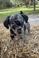 Dixie, a female Dachshund and Pomeranian for sale in DeLand, FL – Photo 1 of 8