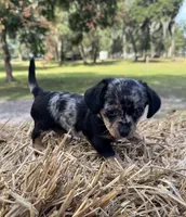 Dixie, a female Dachshund and Pomeranian for sale in DeLand, FL – Photo 3 of 8