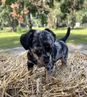 Dixie, a female Dachshund and Pomeranian for sale in DeLand, FL – Photo 2 of 8