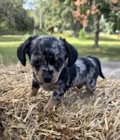 Dixie, a female Dachshund and Pomeranian for sale in DeLand, FL – Photo 4 of 8